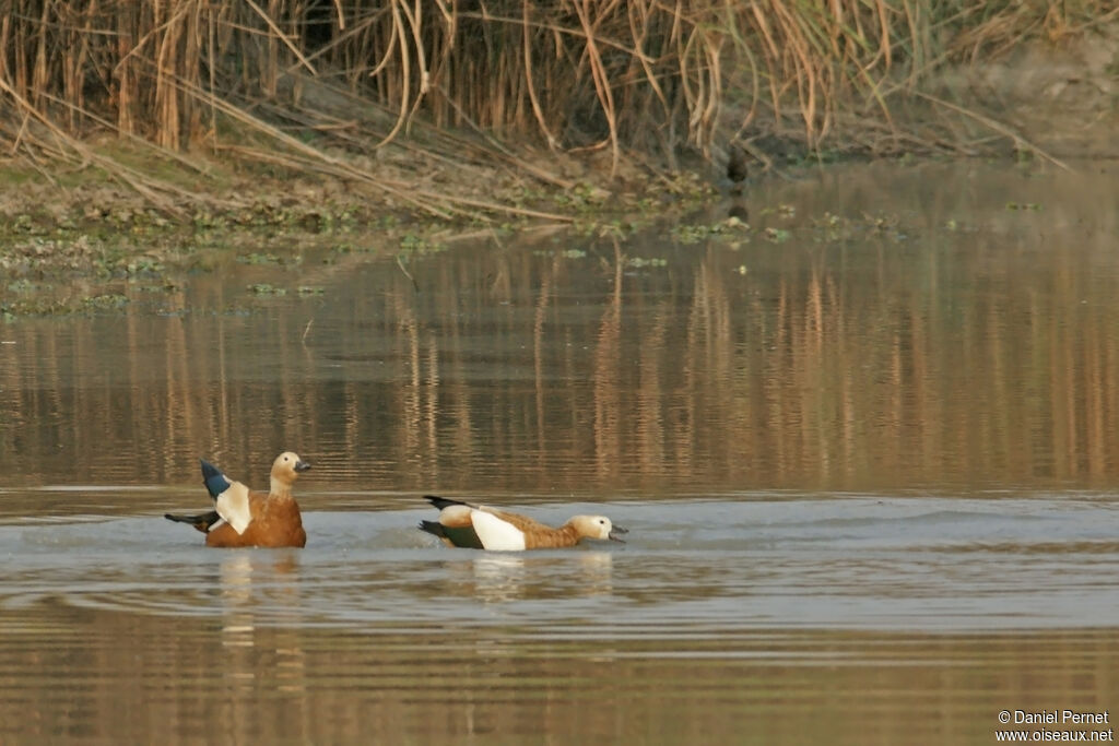 Tadorne casarca femelle adulte, habitat, nage