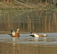 Ruddy Shelduck