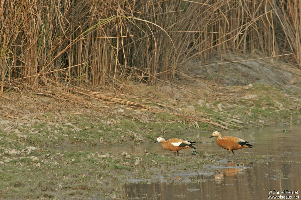 Ruddy Shelduck female adult, habitat, walking