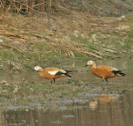 Ruddy Shelduck