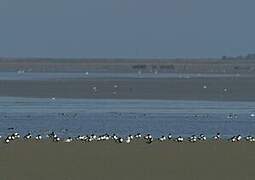 Common Shelduck