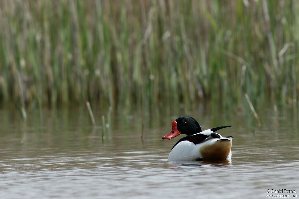 Common Shelduck male adult, identification