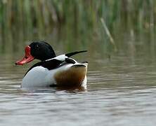 Common Shelduck