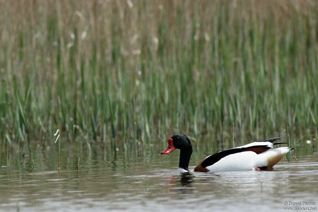 Common Shelduck male adult, identification