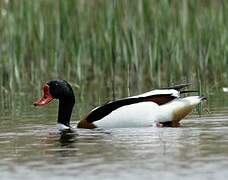 Common Shelduck