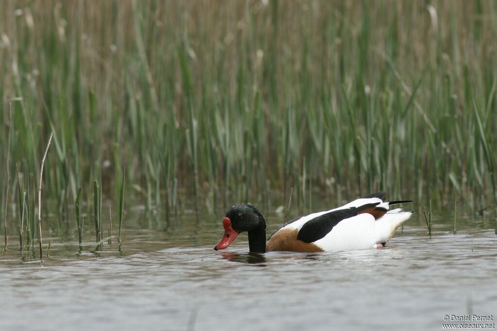 Common Shelduck male adult, identification