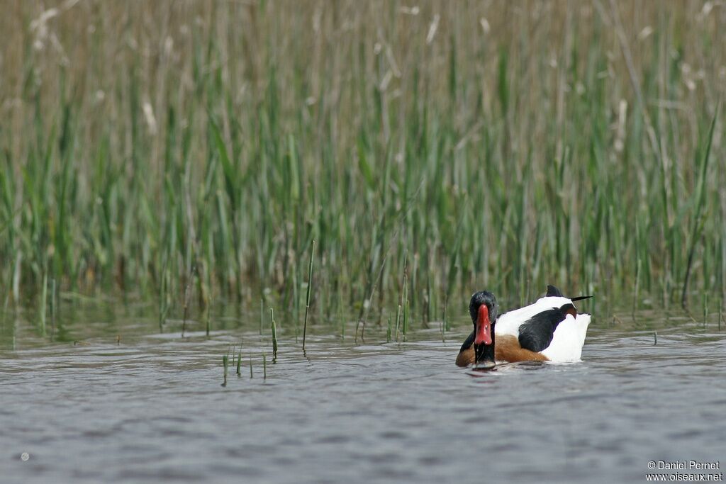 Common Shelduck male, identification