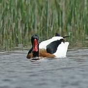 Common Shelduck