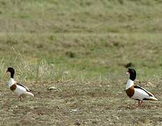 Common Shelduck