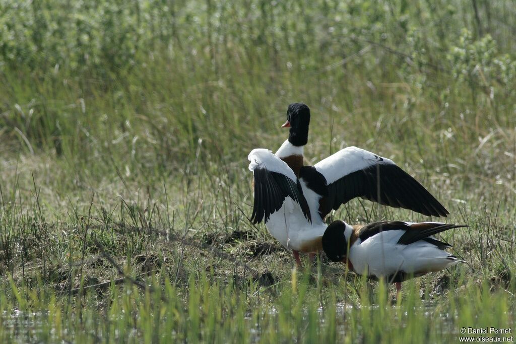 Common Shelduck adult, Behaviour