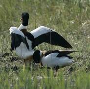 Common Shelduck