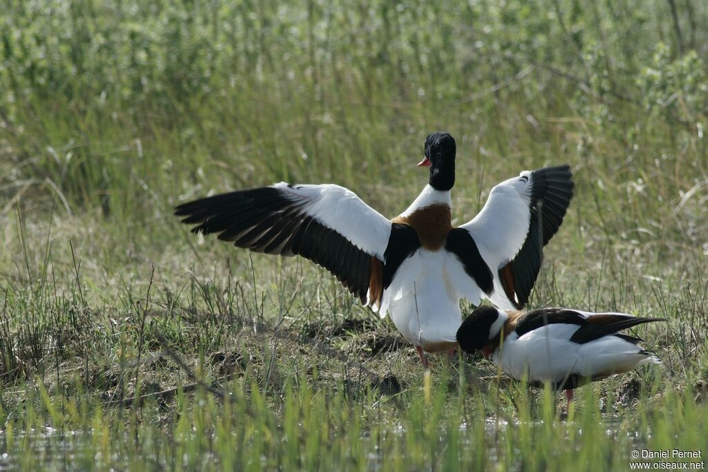 Common Shelduck , Behaviour