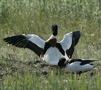 Common Shelduck