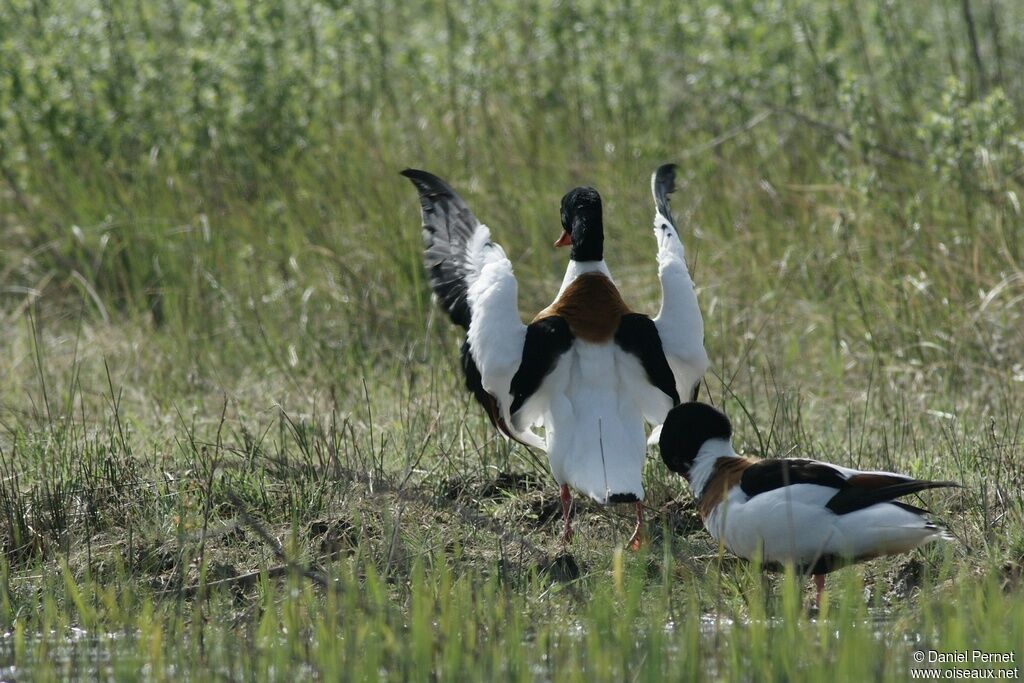 Common Shelduck adult, Behaviour