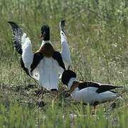 Common Shelduck