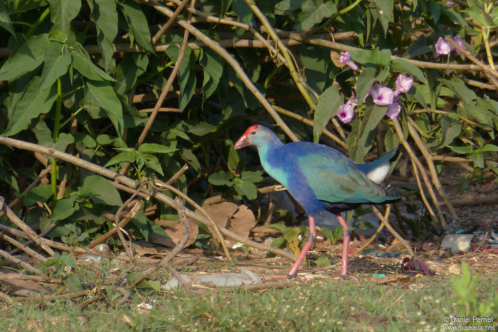 Grey-headed Swamphenadult, habitat