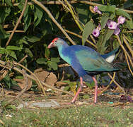 Grey-headed Swamphen