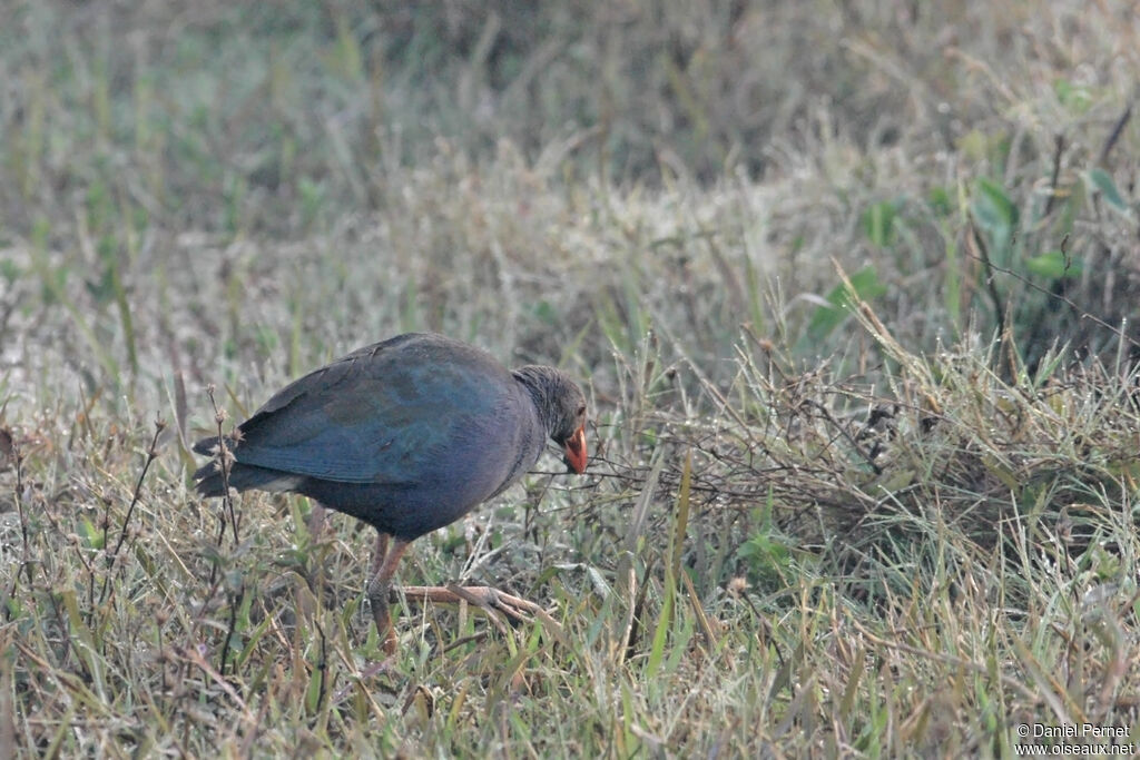 Grey-headed Swamphenadult, identification, walking