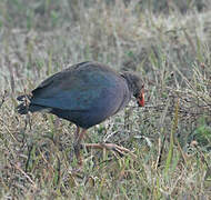 Grey-headed Swamphen