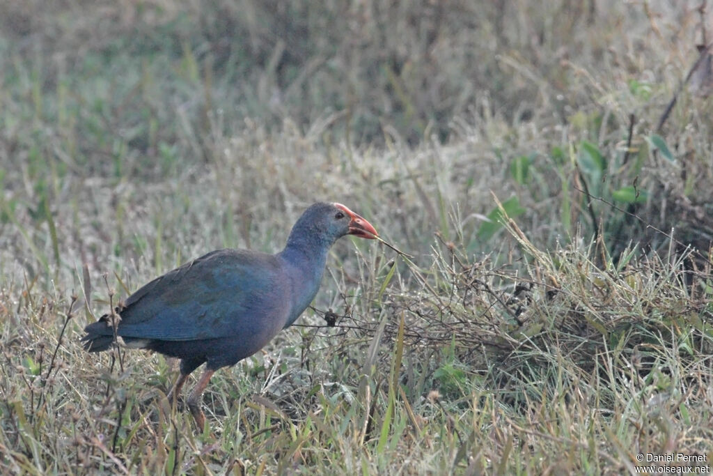 Grey-headed Swamphenadult, identification, walking