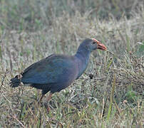 Grey-headed Swamphen