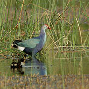 Western Swamphen