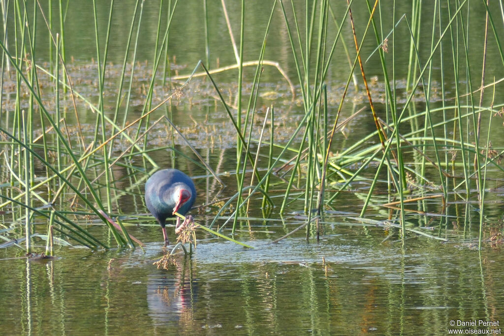 Talève sultaneadulte, habitat