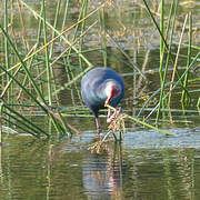 Western Swamphen