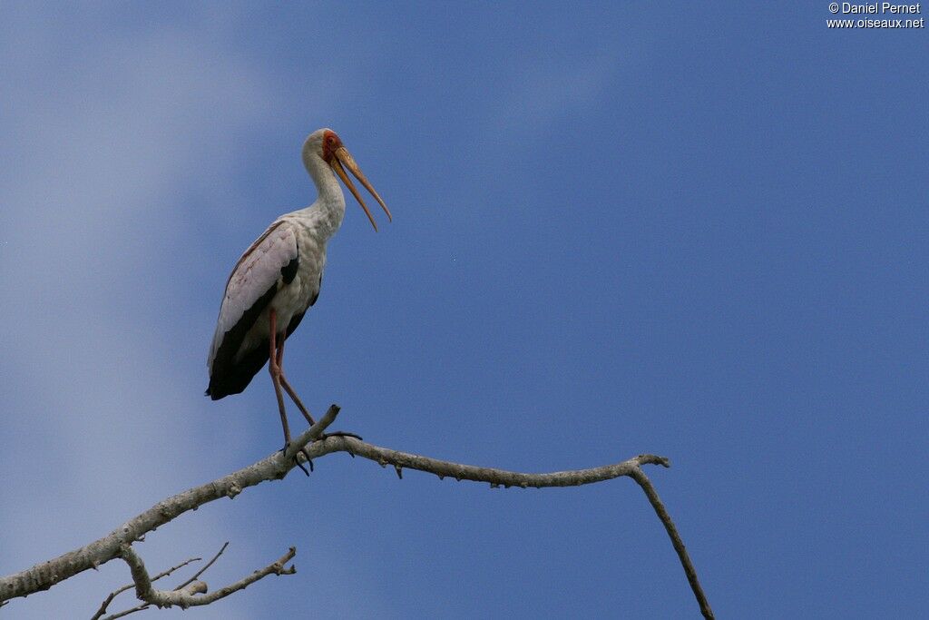 Yellow-billed Storkadult, identification