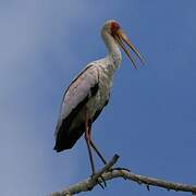 Yellow-billed Stork