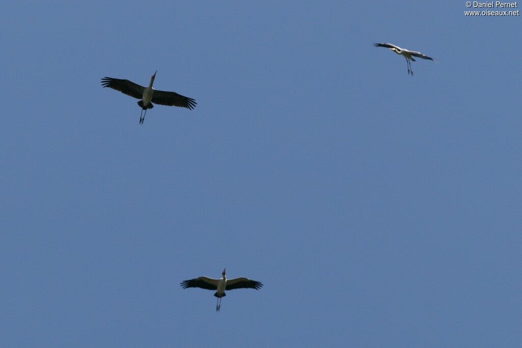 Yellow-billed Storkadult, Flight