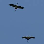 Yellow-billed Stork