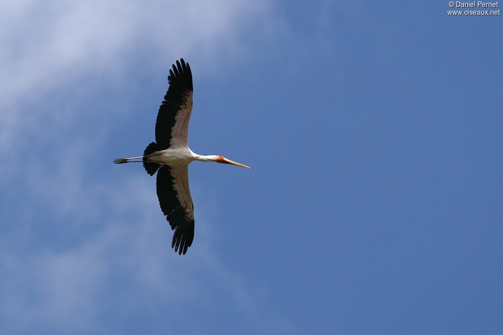 Yellow-billed Storkadult, Flight