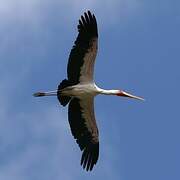 Yellow-billed Stork