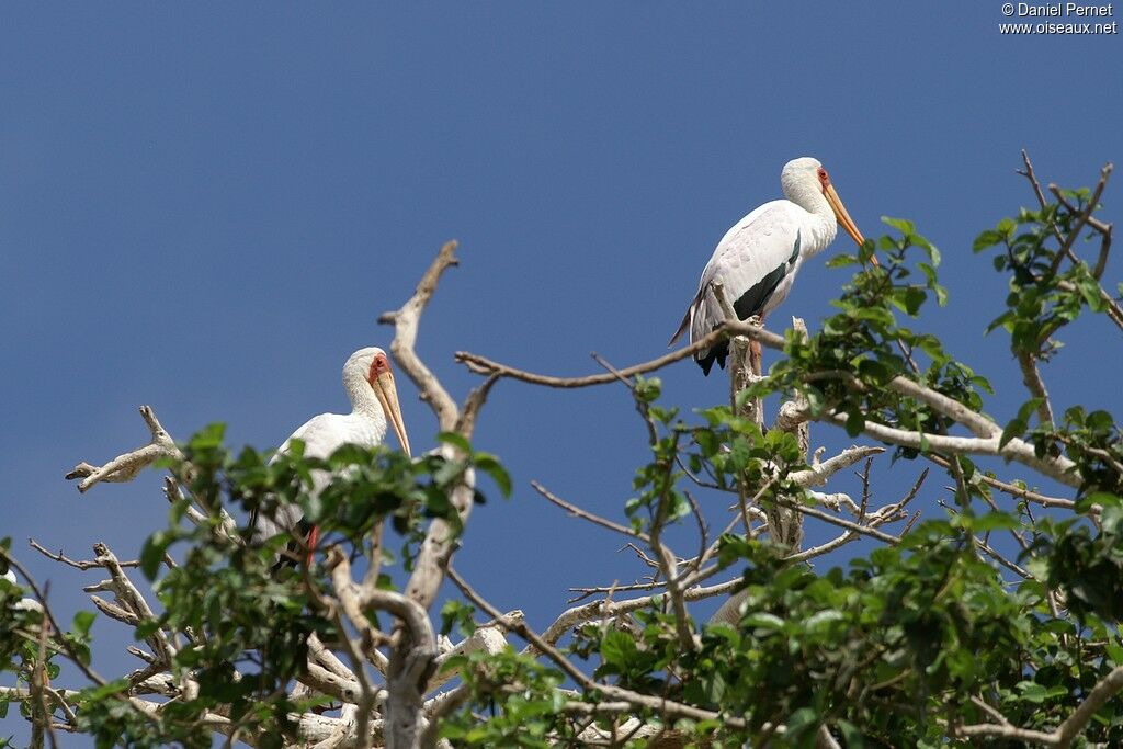 Yellow-billed Storkadult, Reproduction-nesting