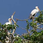 Yellow-billed Stork