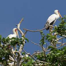 Tantale ibis