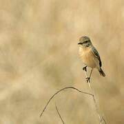 Siberian Stonechat