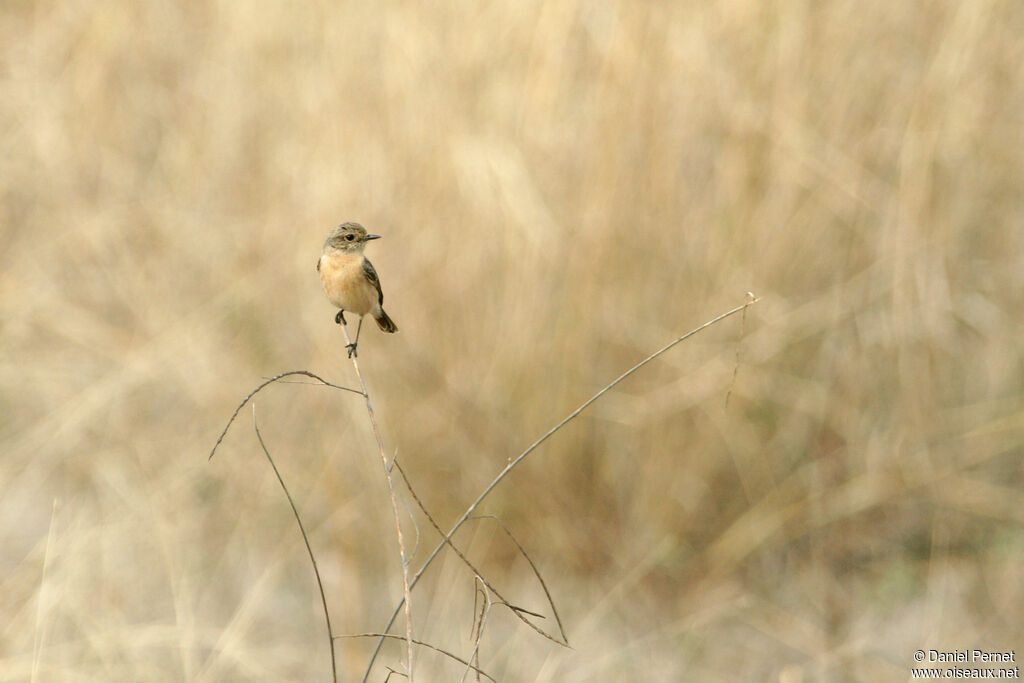 Siberian Stonechat female adult, habitat