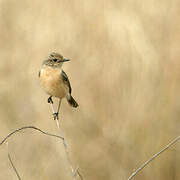 Siberian Stonechat