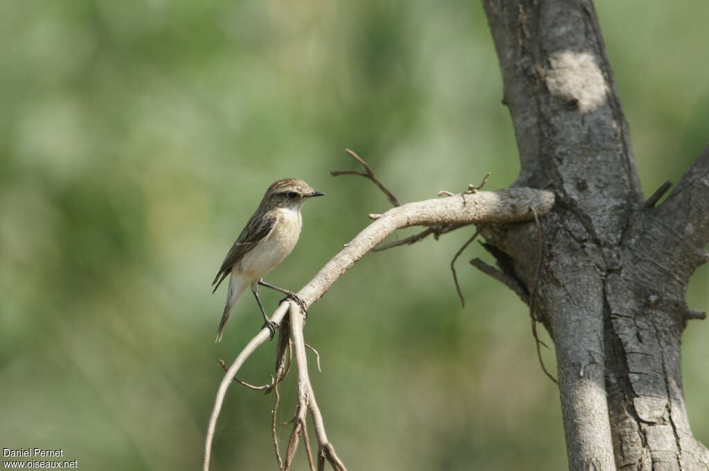 Siberian Stonechat female adult post breeding, identification