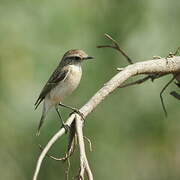 Siberian Stonechat