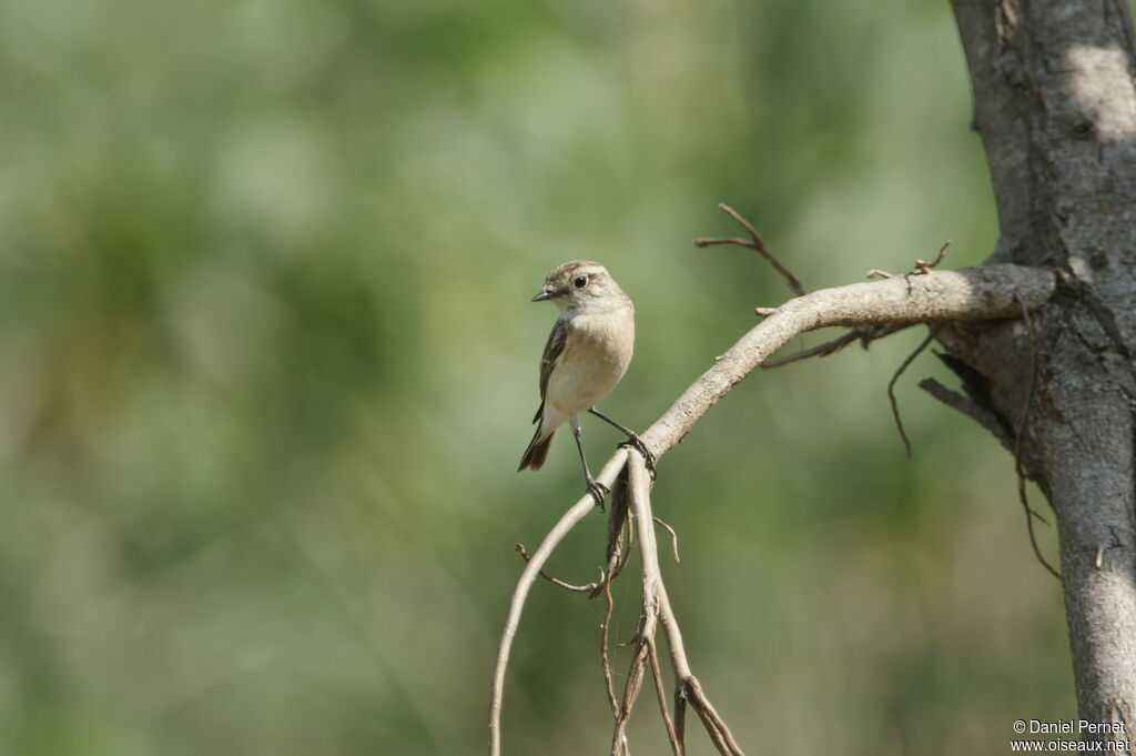 Siberian Stonechat female adult