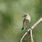 Siberian Stonechat