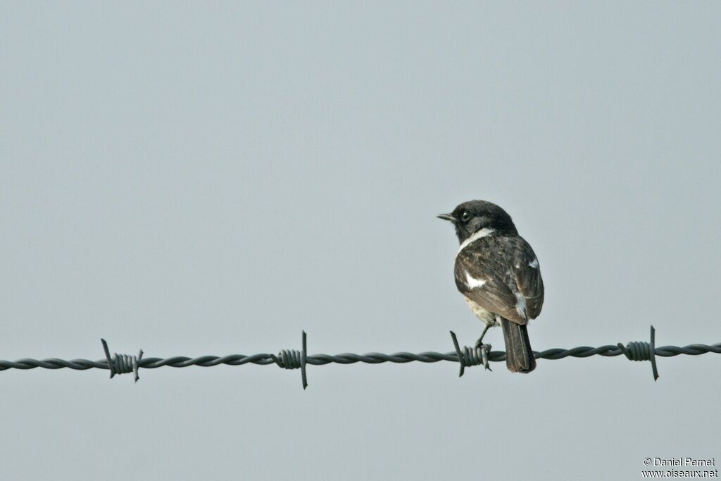 European Stonechat male adult, identification