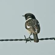 European Stonechat