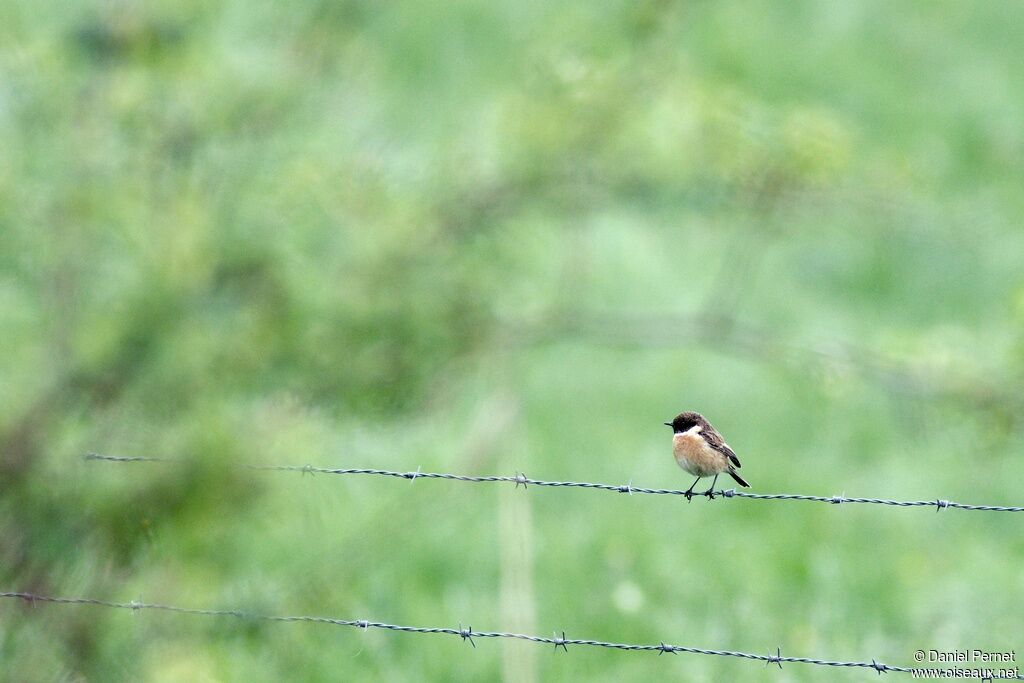 European Stonechat male adult, identification