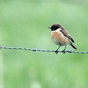 European Stonechat