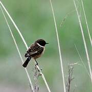 European Stonechat