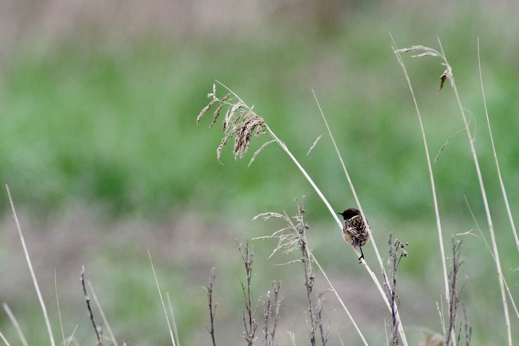 European Stonechat male adult, identification